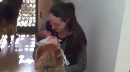 两只狼犬守门口迎接刚出院的妈妈，第一次见到宝宝的反应令人暖哭