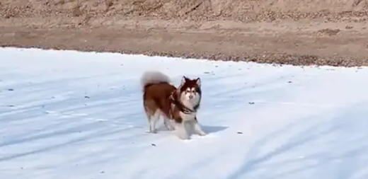 下大雪狗子不愿意回家，主人拉都拉不动