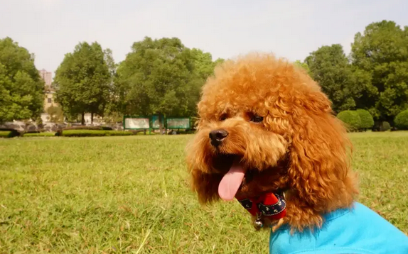 泰迪犬成中国人“新宠” 仅北京就有12.5万只