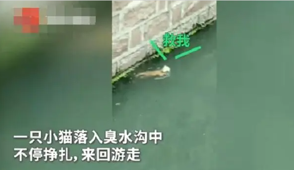 小伙下臭水沟救流浪猫，小猫还知道是在救它，拼命游过去抓紧绳索