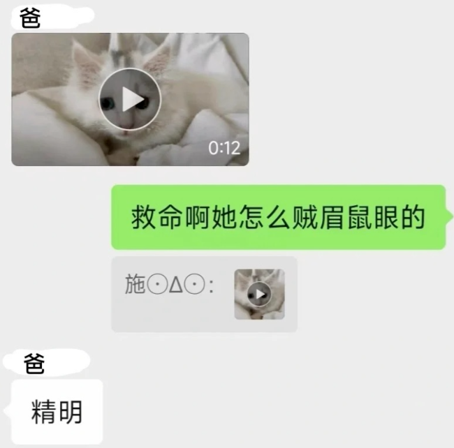 自从捡到一只小猫后，无论猫做什么爸爸都会夸奖，网友：破案，你爸是清汤大老爷