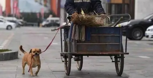 冬日出现暖心一幕，流浪狗为报恩，一人一狗一同打扫街道 