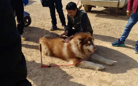 狗市：蹲守一早上的商贩将阿拉斯加犬，降价700元出售！ 