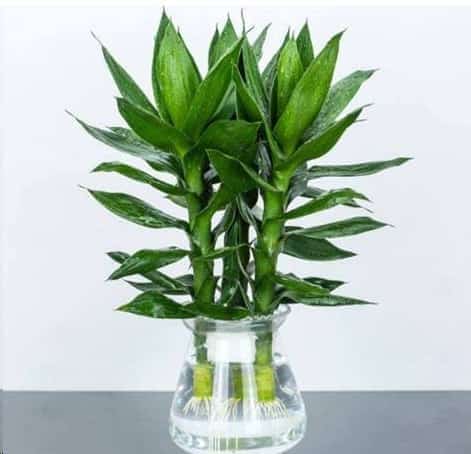 水培富贵竹怎么养？