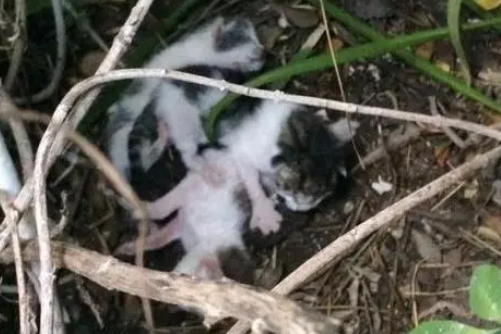 女子草丛发现3只小猫，却只救活一只，小猫把女子当妈妈超听话