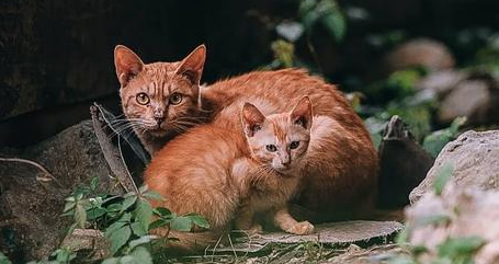 下班路上拍的几张照片，我只想说，流浪猫也很好看呀！