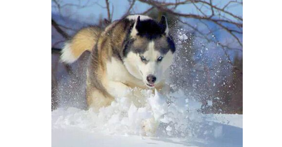 哈士奇为什么是二货? 带你详解“神犬”的逗人智商