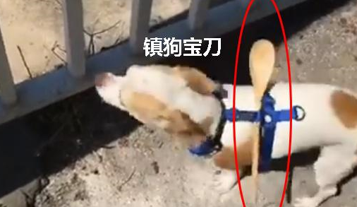 狗狗追求自由玩逃跑，主人为防止其越狱，给它背上了“镇狗宝刀”