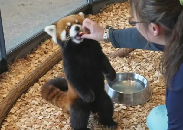 高冷小熊猫嫌弃饲养员 小熊猫：喂苹果可以，牵手不行 