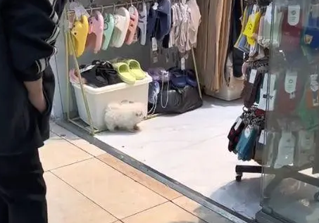 狗子偷偷跑隔壁“拖鞋”，女子看见后语塞：你可真是操碎了心呐