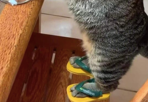 猫咪穿着人字拖，扒在桌子上吃东西，好像广东猫刚收完租喝一杯