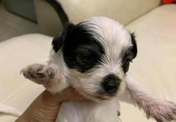 比熊犬背着主人和流浪狗谈恋爱，爱情的结晶诞生后，长相实在潦草