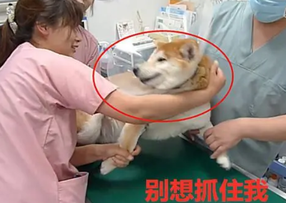 柴犬强烈抗拒打疫苗，3个医生都拽不住，主人却在一旁笑着拍照