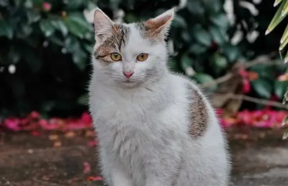 买猫体检五天后人猫双双染猫癣 谁之责？