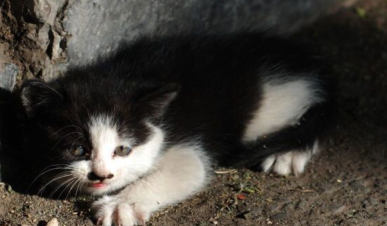 瘦弱不堪的流浪猫，坚持向路人求助，带回家发现原来是金渐层 