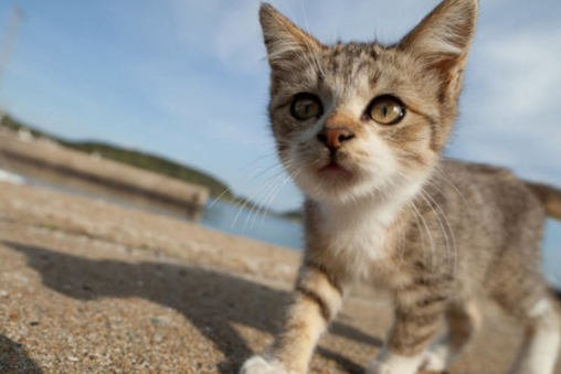 【日本旅游·见闻】福冈喵星人领地，真正的猫天堂