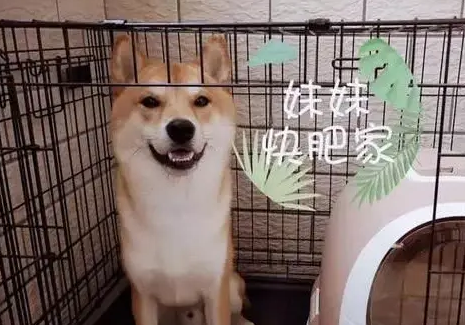 被主人训斥的柴犬，学会了离家出走，结果一看亲哥哥心软了！ 