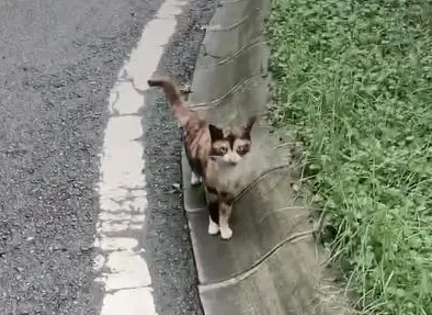 女子投喂流浪猫，3次过后被流浪猫缠上，猫：带我回家吧