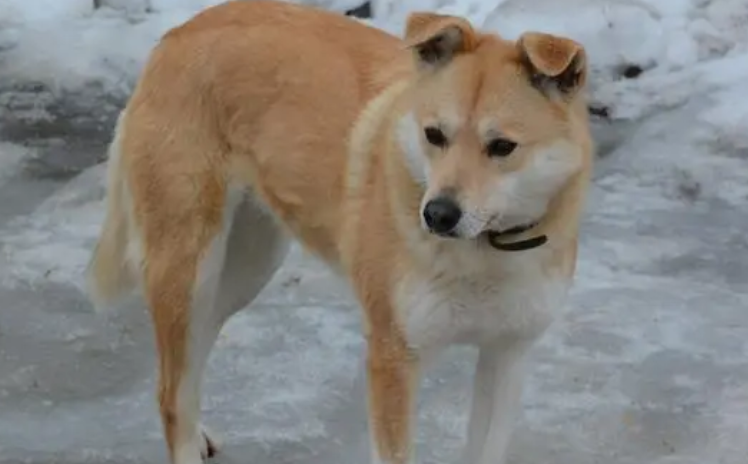 农村土狗生了狗崽，主人想要送人，狗妈妈举止令人心酸！ 