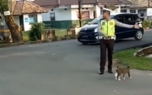 流浪猫想过马路，但被来往的车辆吓得不敢动，幸好遇见了警察叔叔