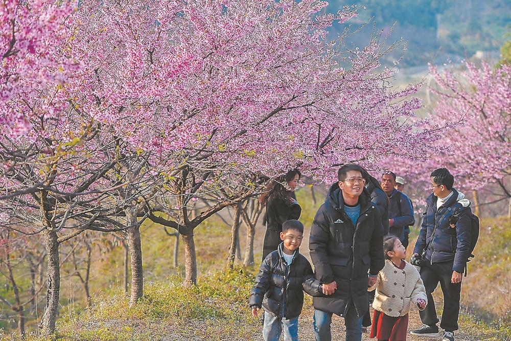 罗源：樱花开 引客来