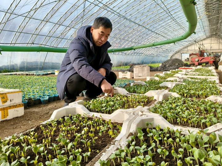 临江市大栗子街道望江村一名村干部查看蔬菜苗长势。新华社记者 宗巍 摄