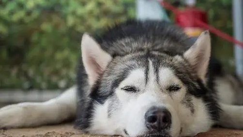 阿拉斯加犬被主人训斥后委屈倒地流泪抽噎