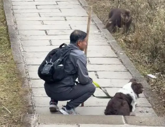 男子峨眉山上直播牵狗挑衅猴子，刺激狗和猴子发起冲突，景区回应