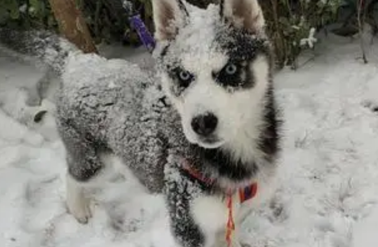 南方狗狗第一次玩雪，兴奋地大喊大叫，主人顿时笑喷了 