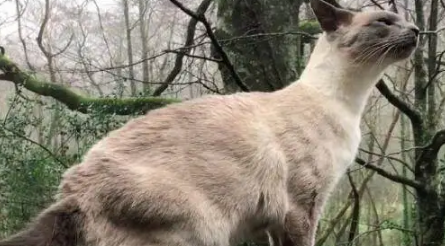 收养的流浪猫竟然收服了一匹马，每天坐在马背上外出散步