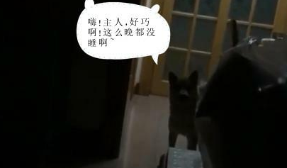 柴犬半夜趁主人睡觉偷鸡腿吃，正好被上厕所的主人撞见