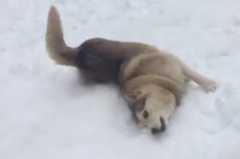 身为一只雪橇犬的二哈，平生第一次见到雪竟然是这鬼样子！ 