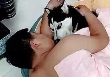 男子太喜欢哈士奇，每次谈了女友都因为哈士奇分手了