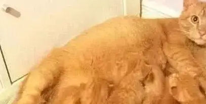 橘猫生了一窝小猫，主人一看顿时不好了，网友：要被吃穷了