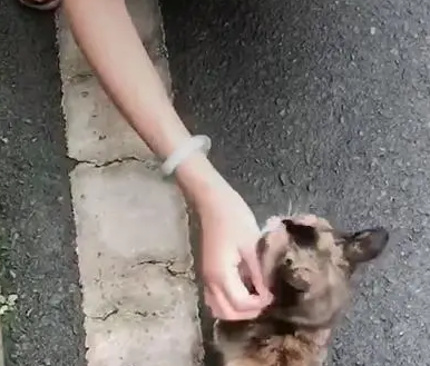 女子投喂流浪猫，3次过后被流浪猫缠上，猫：带我回家吧