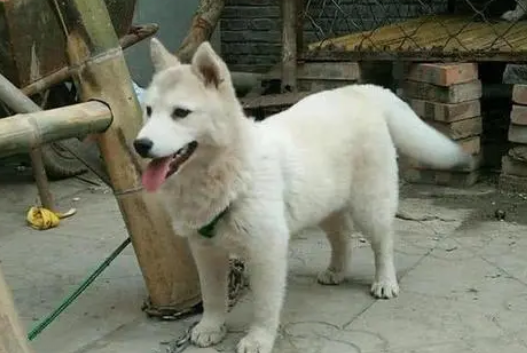 主人离世宠物犬守在旧家不离开，被救时身上“毛盔甲”厚的吓人 