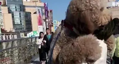 出门带泰迪散步，走到一半耍赖皮，女主人霸气宠狗！
