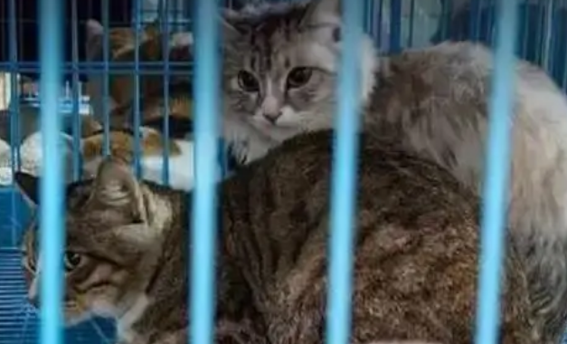 爱猫失踪后，90后女子暗访整条产业链