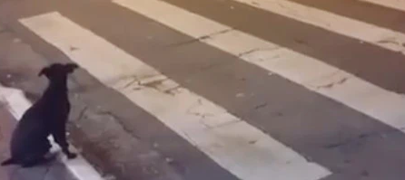 等红灯时发现一只超守法的狗狗，它懂得绿灯亮才过马路，太聪明了