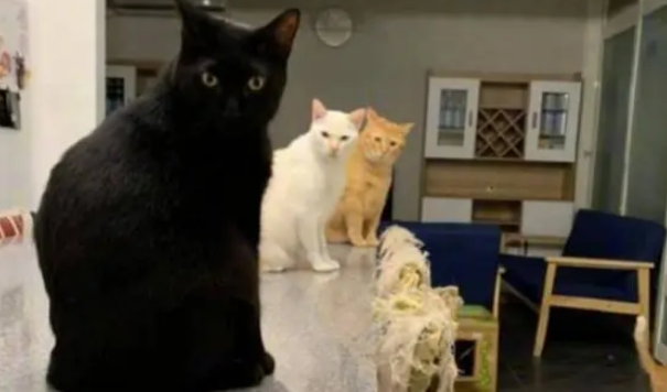 铲屎官加班错过喂猫时间，回到家后，猫咪排成一排集体生气