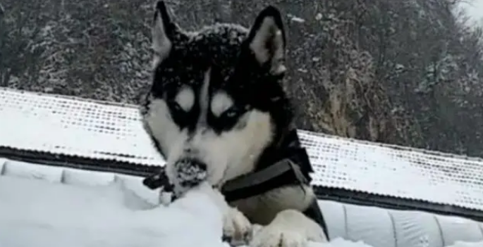 哈士奇第一次见到雪，随后模样让人笑喷，像极了吃冰淇淋时的自己