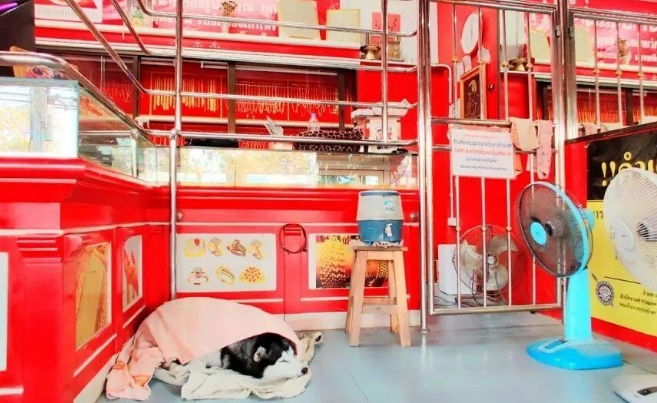 一金店假装被打劫，店主的哈士奇在门口睡得特香，对劫匪毫无反应