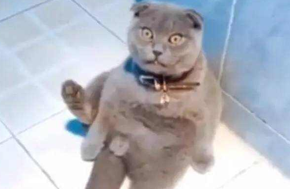猫咪惨遭绝育，拨弄下面一下发现没JJ了，看着主人的表情亮了