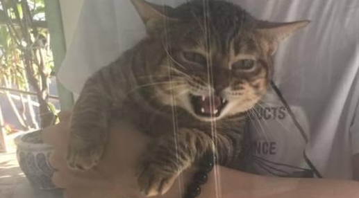 猫咪知道要去打针，拒绝的撕心裂肺，主人低头一看瞬间笑喷了！