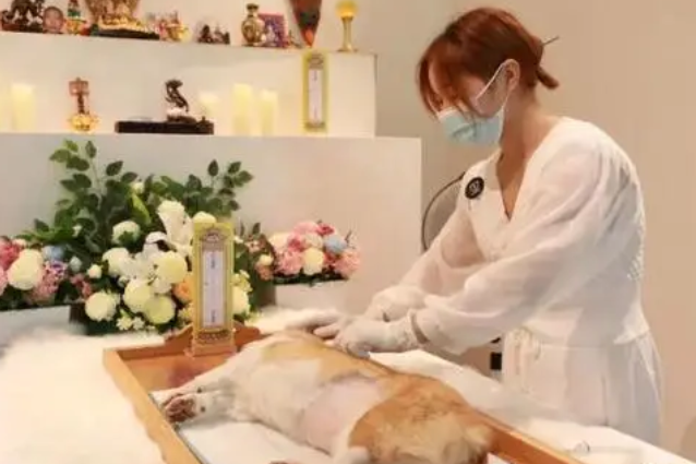 宠物丧葬，「烧」出一条新赛道