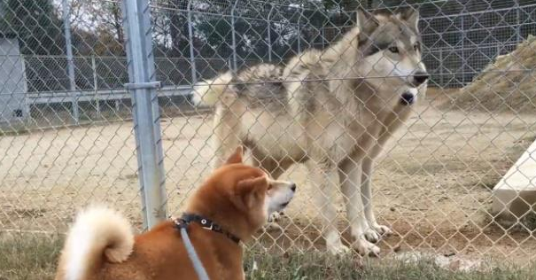 网友带柴犬去看狼，它却把狼当二哈，结果还跟对方吵起来了 