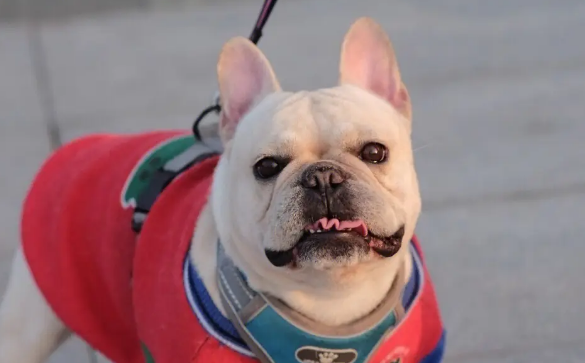 宠物犬咬人，责任谁来担？