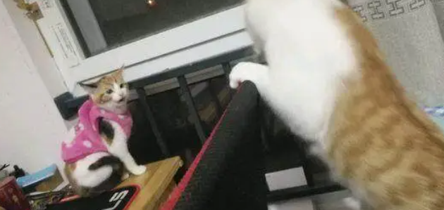 新买了一只猫咪回家，直到看了监控后，才知道它过得这么惨