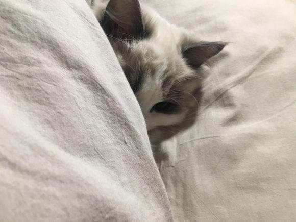 宠主网购一只价值万元的布偶猫，喂养两月后，我们的幸福就开始了