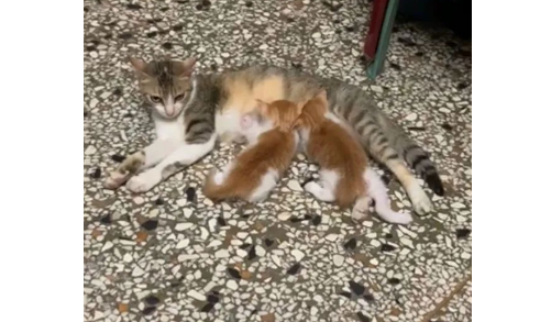 流浪猫来家中生子，老爸见后气炸，没几天就当孙子养了！网友：打脸响彻天际！！